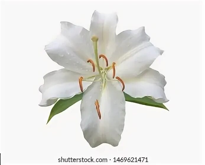 Broken lily. Broken lily