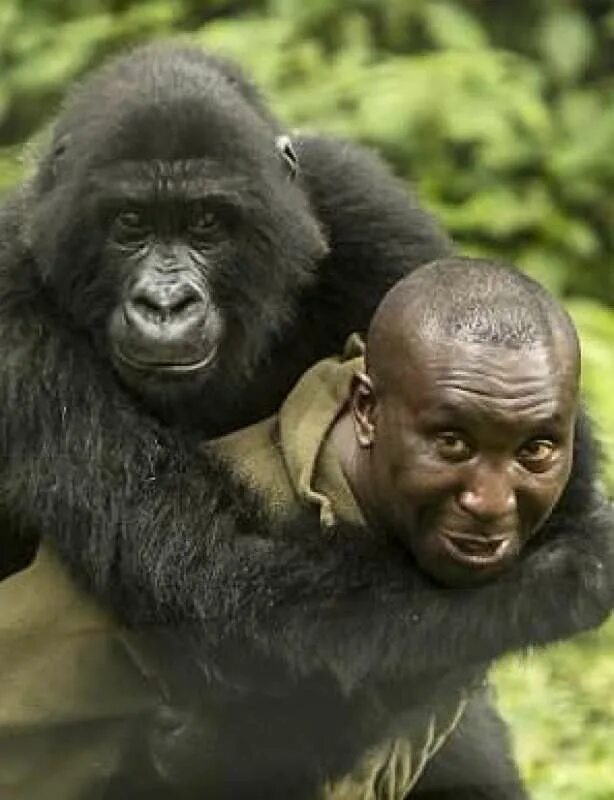 речь обезьян. речь обезьян. обезьяна с языком подмигивает. зеленые мартышки речь. обезьяна зевает.