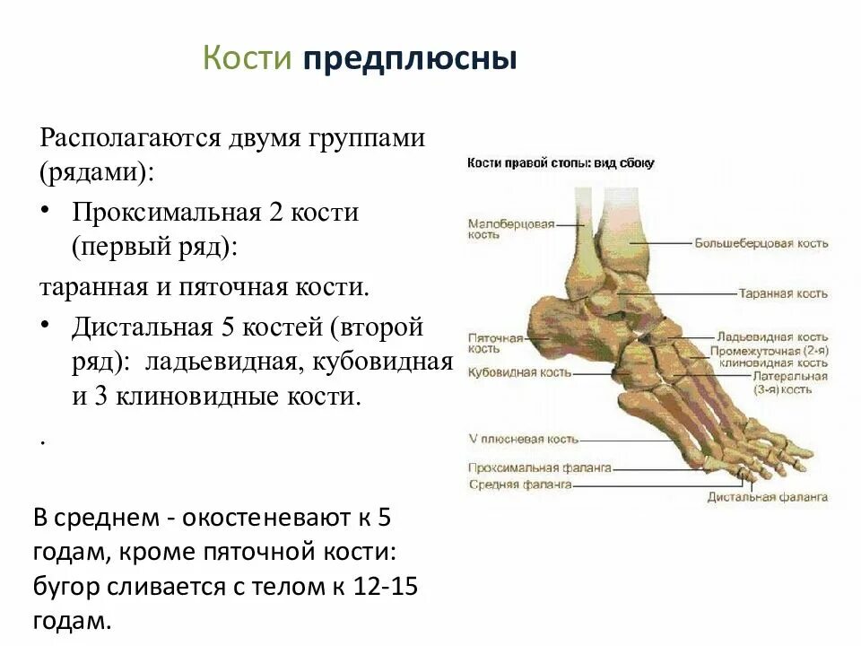 5 групп костей. Таранная кость и пяточная кость. Анатомия ладьевидной кости стопы. Ладьевидная кость стопы анатомия. Дистальный ряд предплюсны.