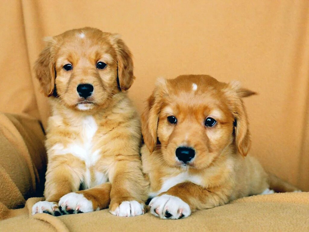 Красивые породы собак. Маленькие собачки. Про маленького щенка. Красивые щенки. Щенки милашки.