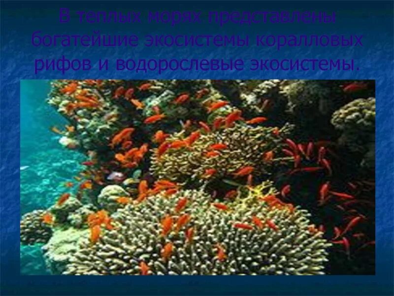 Ярусность экосистемы коралловых рифов. Биогеоценоз кораллового рифа. Экосистема теплого моря. Роль кораллов в экосистеме.