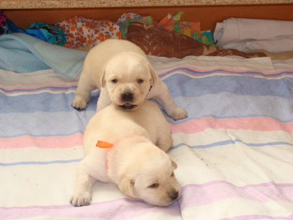 2. Как выглядит щенок лабрадора в месяц. Щенок лабрадора 2 мес. 5 мес. Щенки лабрадора 1.