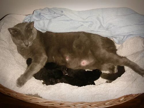 Живот у беременных кошек. Как узнать что кошка рожает