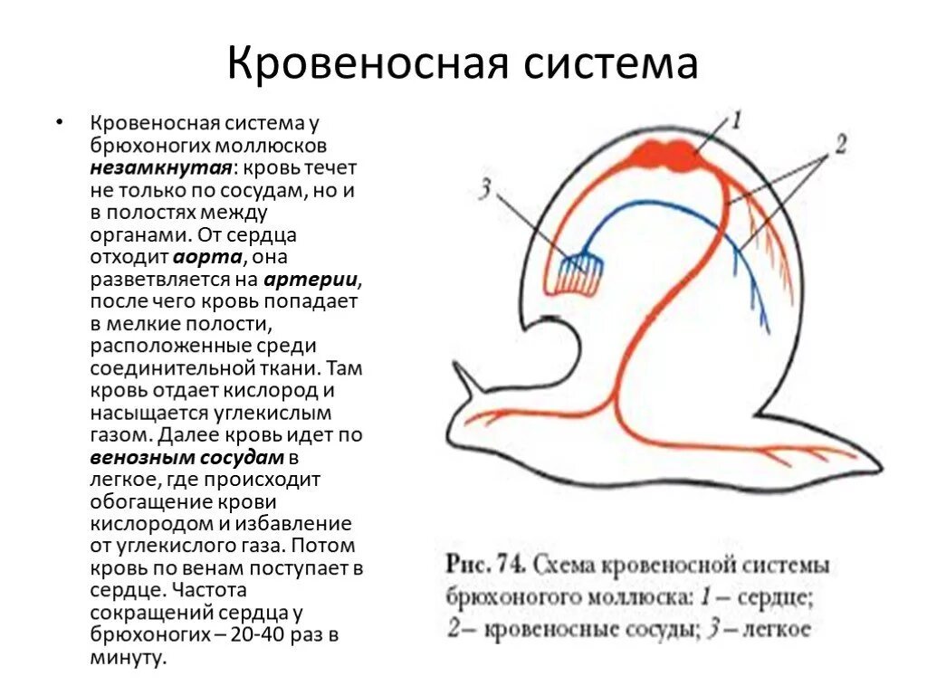 Схема кровеносной системы моллюска. Строение кровеносной системы брюхоногих моллюсков. Схема кровеносной системы брюхоногих моллюсков. Схема кровеносной системы прудовика. Сердце улитки