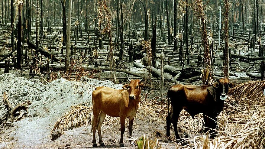 Вид многие. Истребление Флоры и фауны. Вымирание Флоры и фауны. Исчезновение Флоры и фауны. Уничтожение Флоры и фауны.