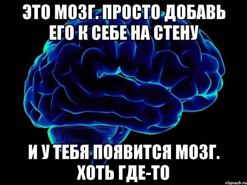 Анекдот про мозги. Мозг ум. Цитаты про мозги. Цитаты о людях без мозгов.
