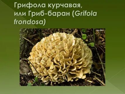 Гриб баран описание