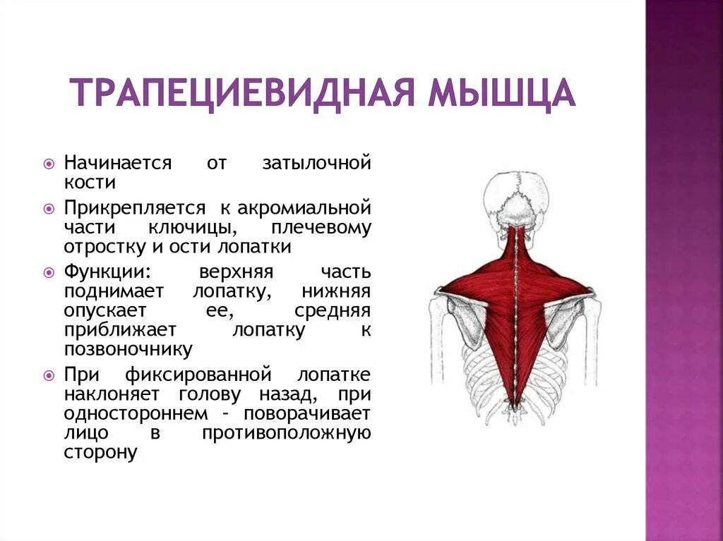 Трапециевидная функция. Функции средней части трапециевидной мышцы. Трапециевидная мышца верхняя часть функции. Трапециевидная мышца шеи анатомия. Функции трапециевидной мышцы спины человека.