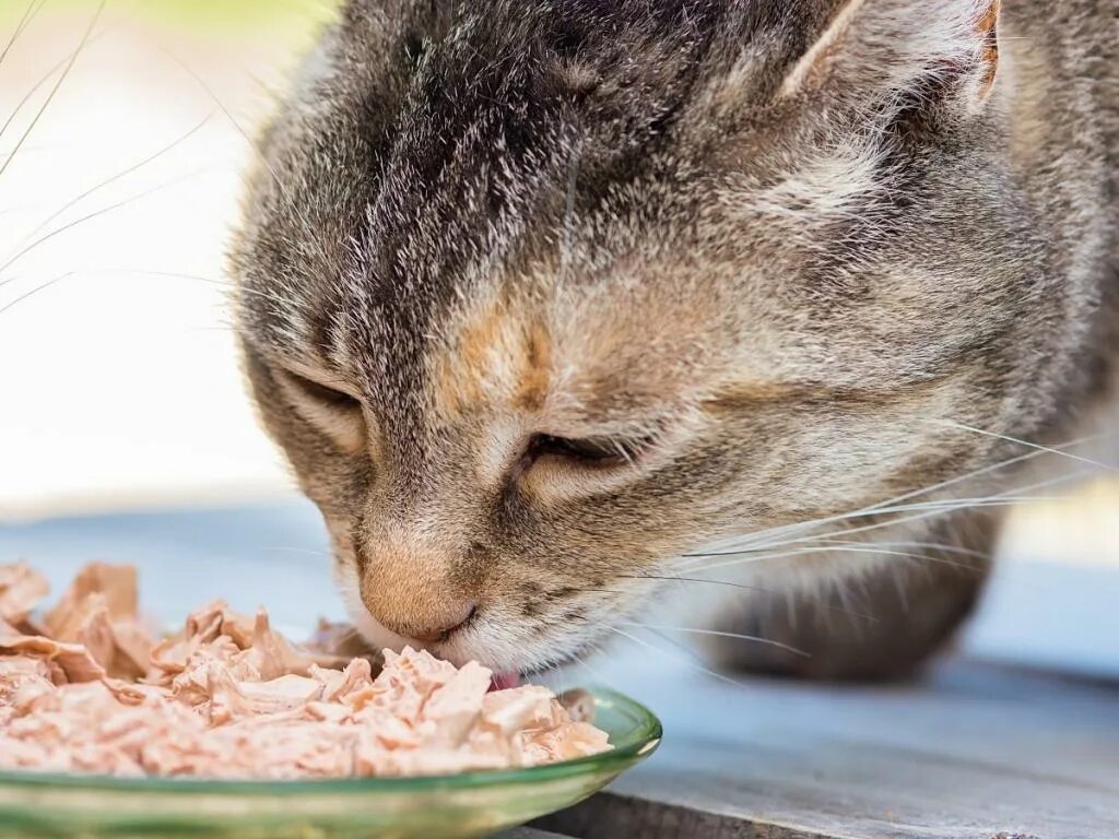 Можно кормить кота рыбой. Кошка кушает. Кошка кушает корм. Кошечка кушает. Котенок ест.