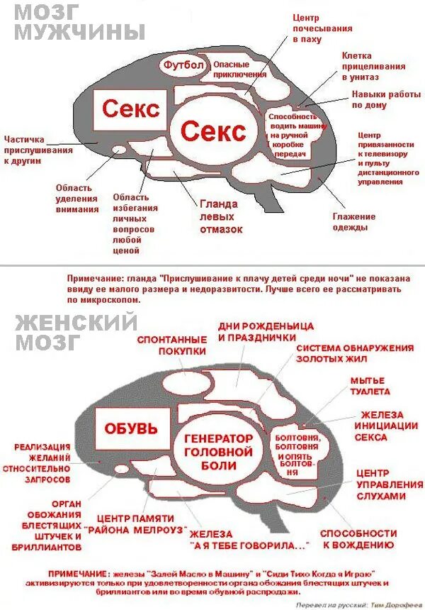 Мозг мужчины и мозг женщины. Как работает мозг мужчины. Мозг мужчины. Мозг мужчины и женщины прикол. Мозг мужчины и женщины.