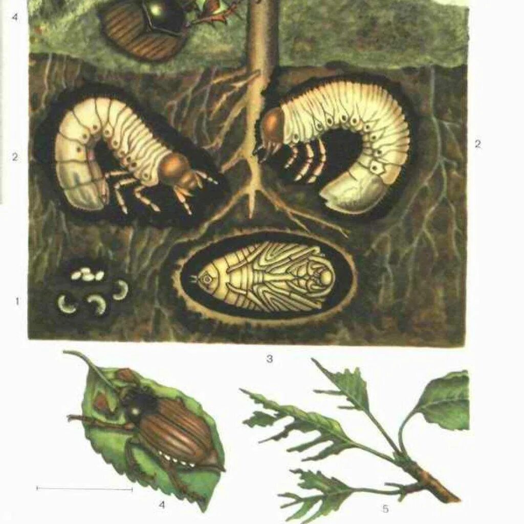 Личинки корень. Хрущ личинка майского жука. Майский хрущ повреждения.