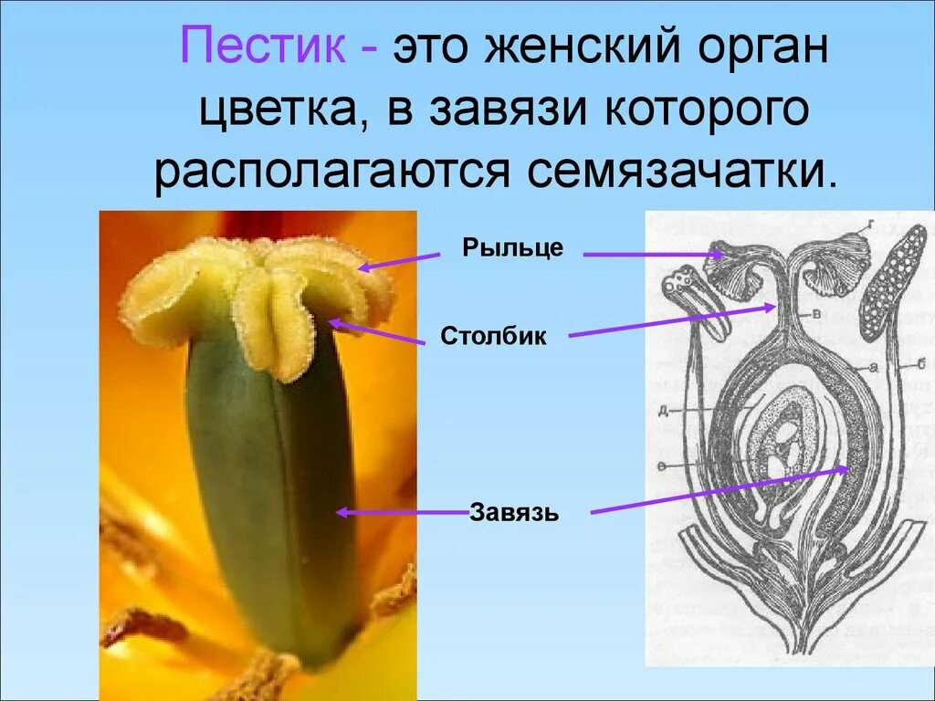 Функция пестика у цветка. Пестик это в биологии 6 класс. Пестик это в биологии 5 класс. Строение пестика цветка. Строение пестика и тычинки.