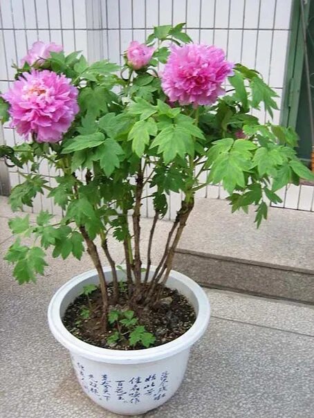 Пион патио рим. Paeonia 'coral charm'. Пион в квартире можно выращивать. Пион чжу ша пан. Independence day пион.