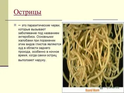 Острица фото лечение