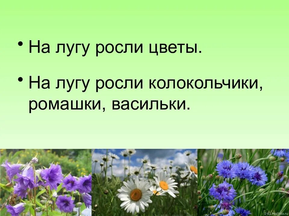 На лугу растут ромашки колокольчики. На лугу росли васильки. Цветы растущие на лугу. Ромашки колокольчики васильки росли.