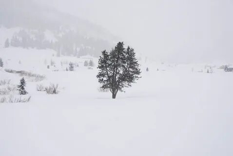 Snegnaya