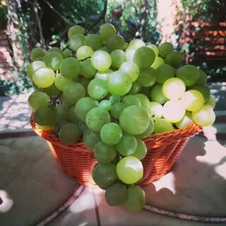 Виноград индиана