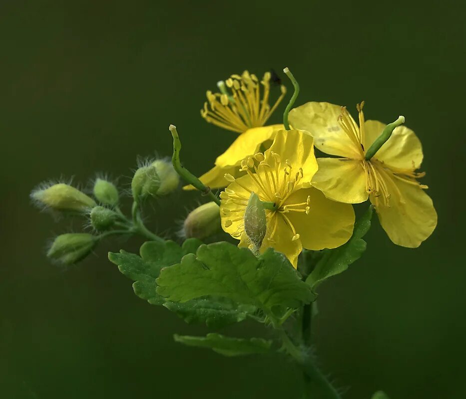 Chelidonium majus. Чистотел большой Chelidonium majus. Chelidonium majus - Papaveraceae. Chelidonium. Хелидониум (чистотел).. 43. Чистотел большой (Chelidonium majus.