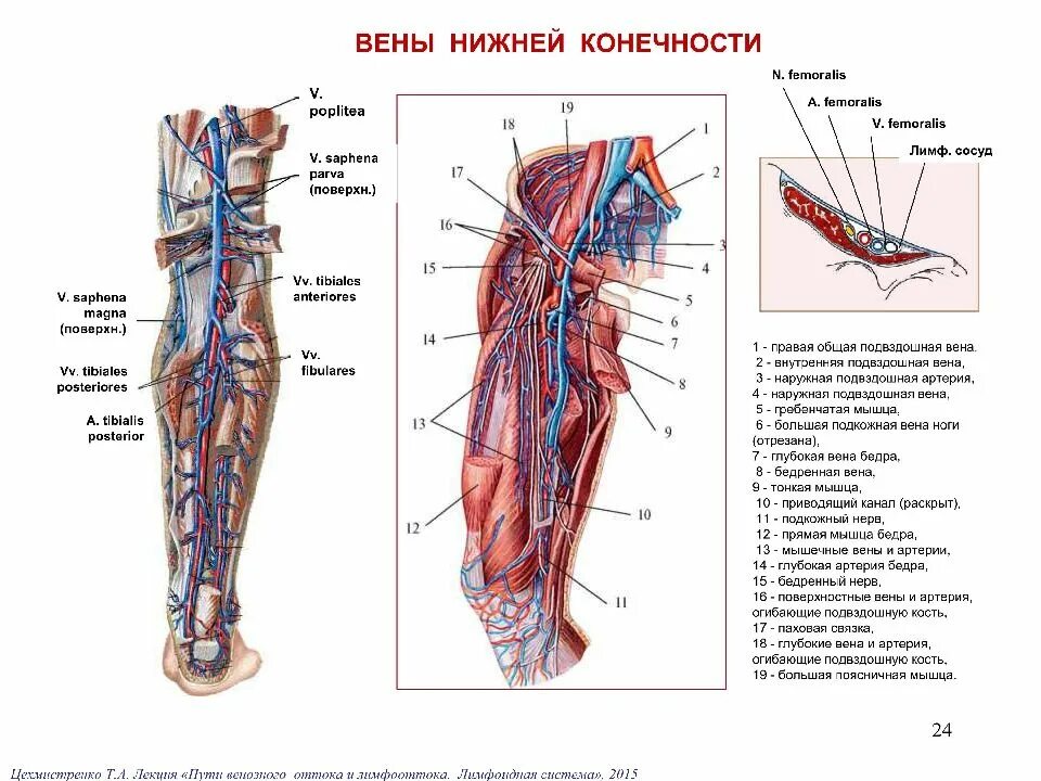 Самая большая вена как называется у человека. Вены нижней конечности анатомия. Бедренная артерия и бедренная Вена. Топография вен нижних конечностей.