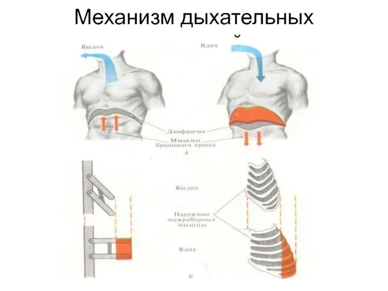 Последовательность дыхания у человека. Механизм дыхательных движений. Последовательность дыхательных движений. Дыхательные движения таблица. Определите последовательность дыхательных движений..