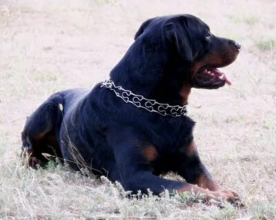 X dogs