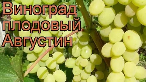 Прим виноград