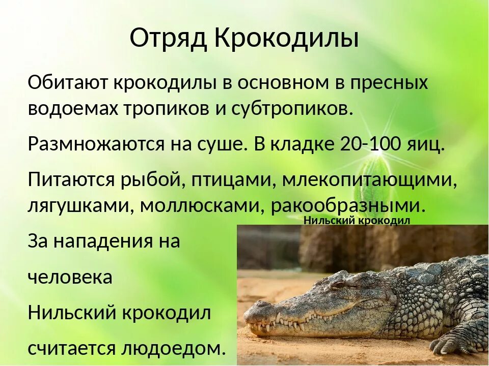 Нильский крокодил относится к пресмыкающимся. Отряд пресмыкающиеся отряд крокодилы. Пресмыкающиеся рептилии отряд крокодилы. Класс пресмыкающиеся отряд крокодилы представители. Представители отряда крокодилы 7 класс биология.