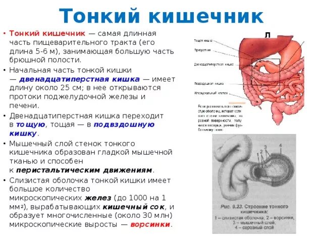 Секрет желез тонкого кишечника. Железы тонкого кишечника функции. Тонкий кишечник секрет железы. Состав секрета желез тонкого кишечника. Самой длинной частью пищеварительного тракта