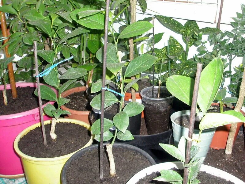 Лимон прививка окулировка. Каламондин побег. Понцирус трифолиата. Окулировка лимона. Окулировка лимона.