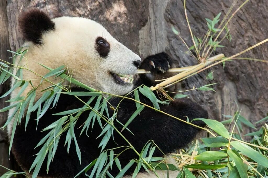 Где живет панда на каком. Гигантская Панда. Ареал панды. Панда в природе. Родина панды.