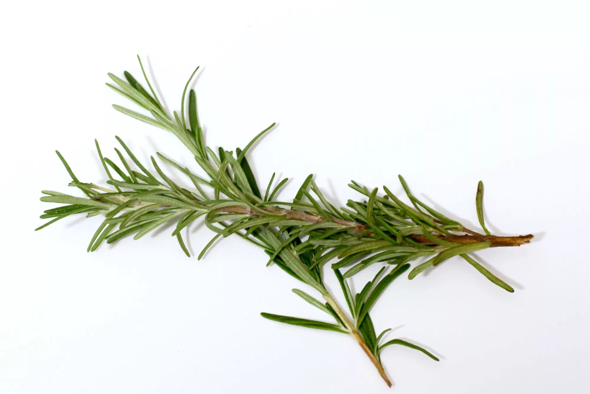 Rosmarinus officinalis. Rosmarinus officinalis Rosemary Leaf. Розмарин веточка лекарственный. Landana розмарин.