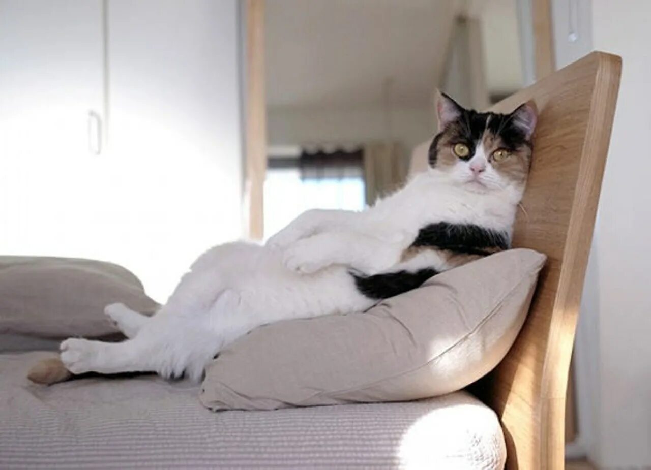 Сижу в предвкушении. Кот на диване. Кот развалился на диване. Котик на диване. Кот сидит.