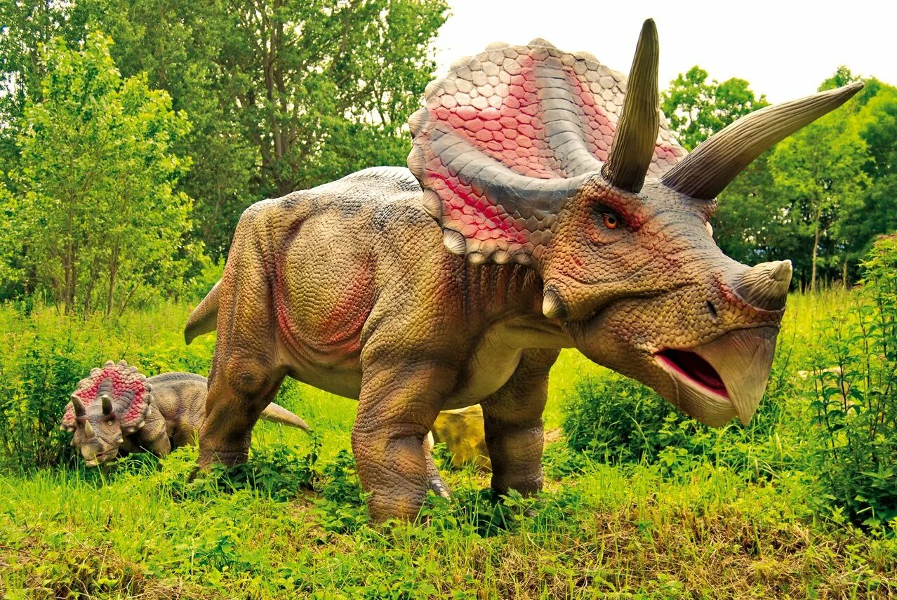 Про трицератопса. Динозавр Трицератопс. Динопарк-травоядные-динозавры. Динозавры травоядные цератопсы. Трицератопс настоящий.