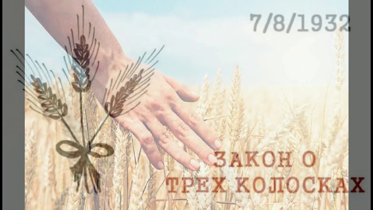Указ о трех колосках. Закон о колосках. Закон трех колосков суть. Закон пяти колосков. Закон трех колосков суть.
