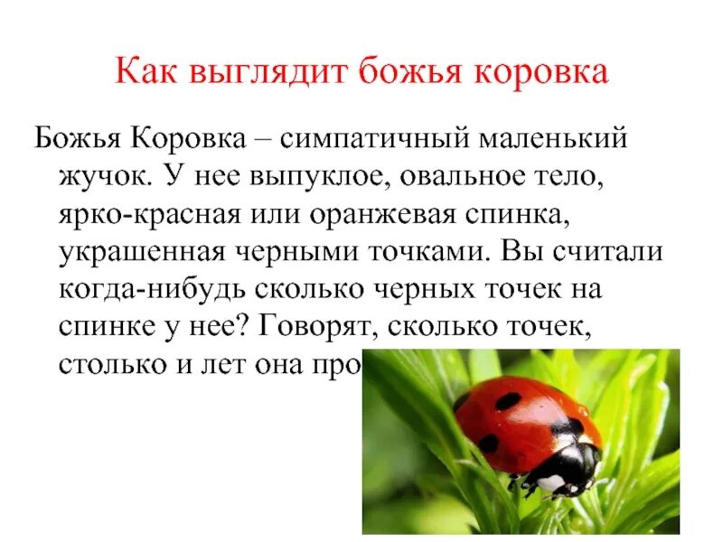 Какой тип питания у божьей коровки. Божья коровка для детей. детям о божьей коровке для дошкольников. рассказать про божью коровку детям. божья коровка энциклопедия.