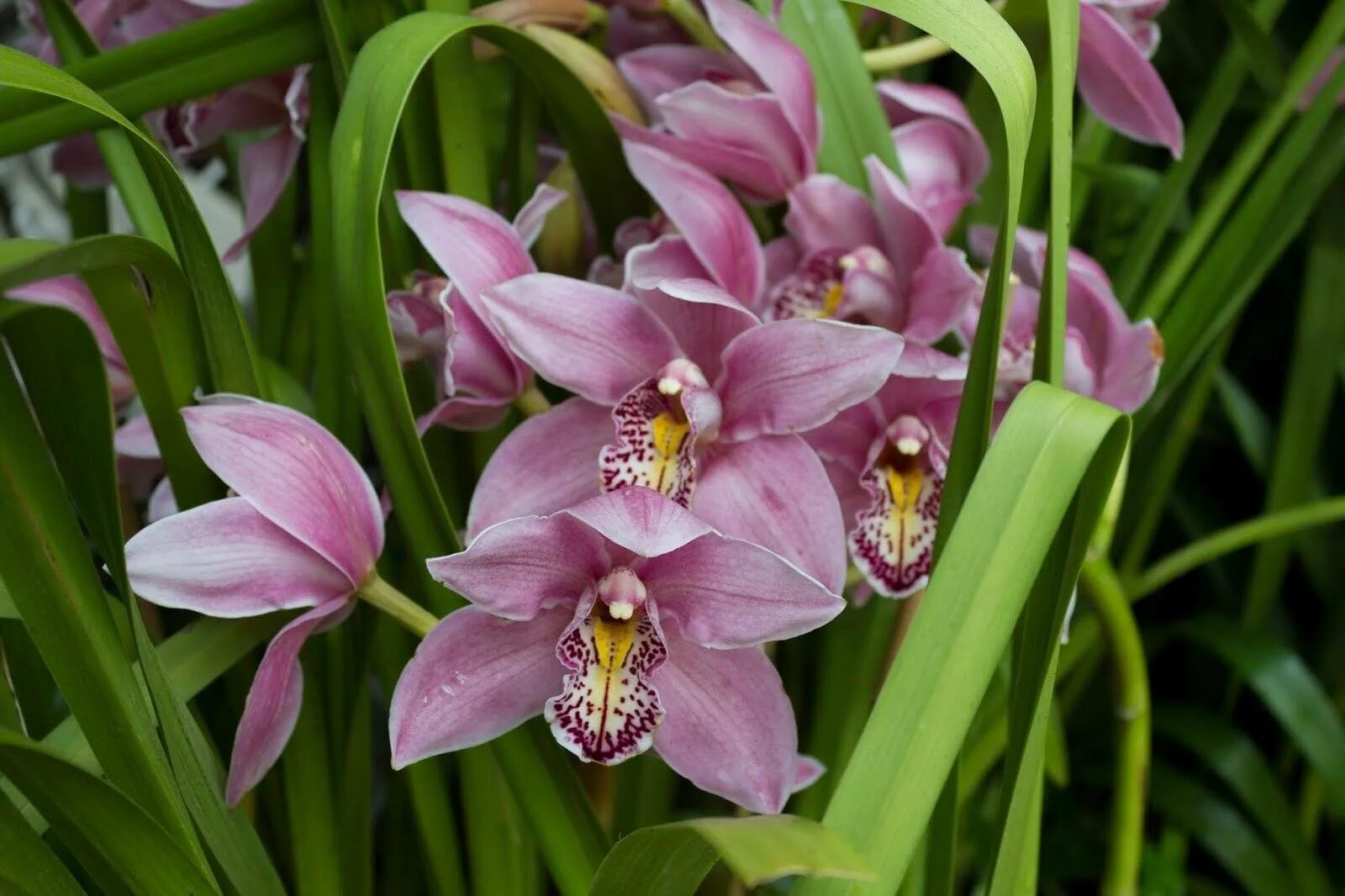 Орхидея Cymbidium. Королевский Цимбидиум. Цветок Цимбидиум. Цимбидиум Дельмонт.