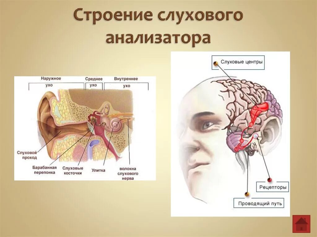 Слуховой анализатор анализатор. Строение рецепторов слухового анализатора. Рецепторы слухового анализатора рецепторы слухового анализатора. Строение анализатора слуха. Понятие слухового анализатора