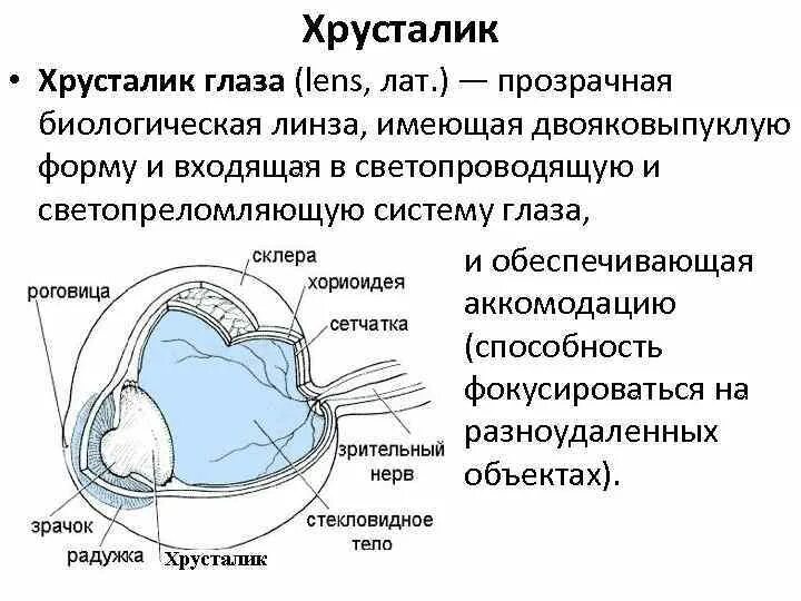 Какую форму имеет хрусталик. Хрусталик строение и функции. Основные функции хрусталика. Хрусталик характеристика и функции. Особенности строения хрусталика.