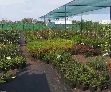 Садовый питомник есичевых село муромцево