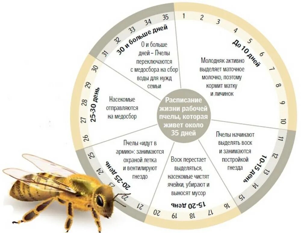 Через какое время пчела
