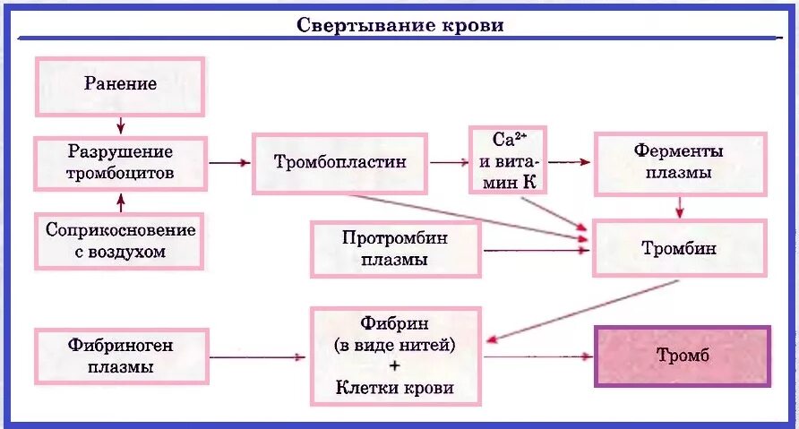 Образование тромба попадание факторов свертывания в плазме