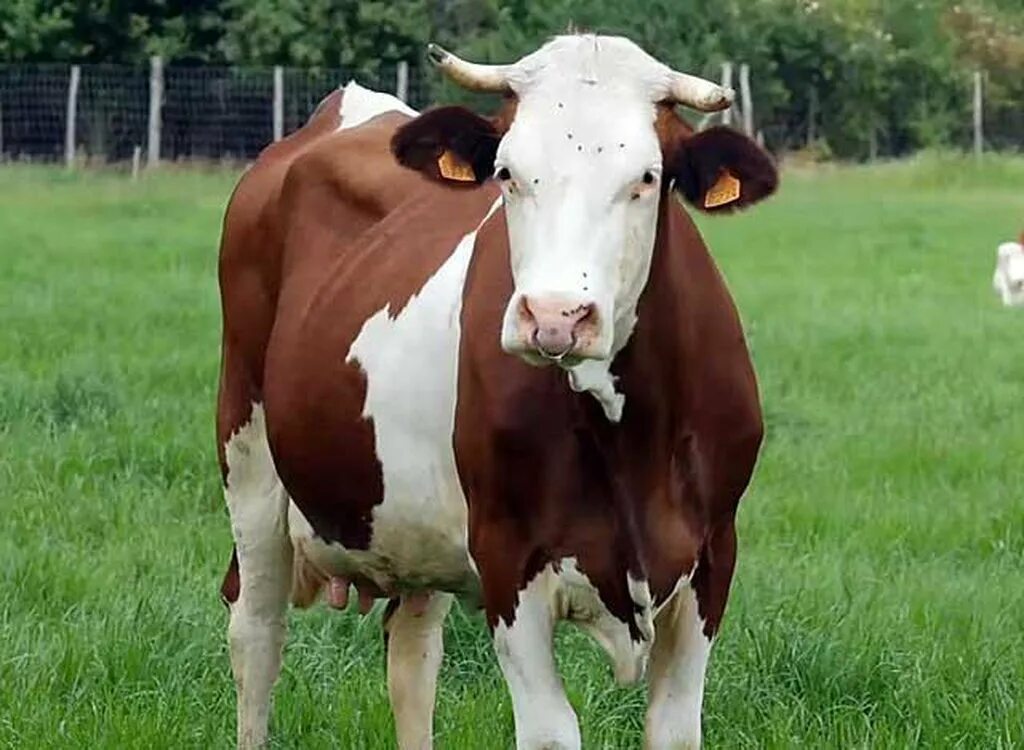Корова. Белорусская корова. Красивая корова. Корова картинка.