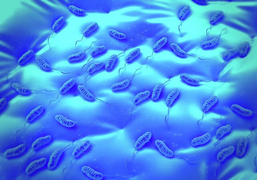 На борту холера бело синий. Холерный вибрион колонии. Колония бактерии холеры. Холера бактерия. Холерный вибрион колония под микроскопом.