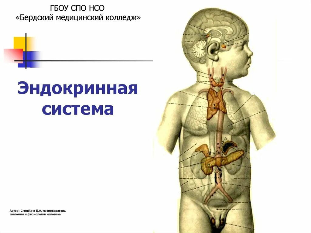 Эндокринная система. Эндокринная система без подписей. Эндокринные железы ребенка. Эндокринная система человека анатомия.