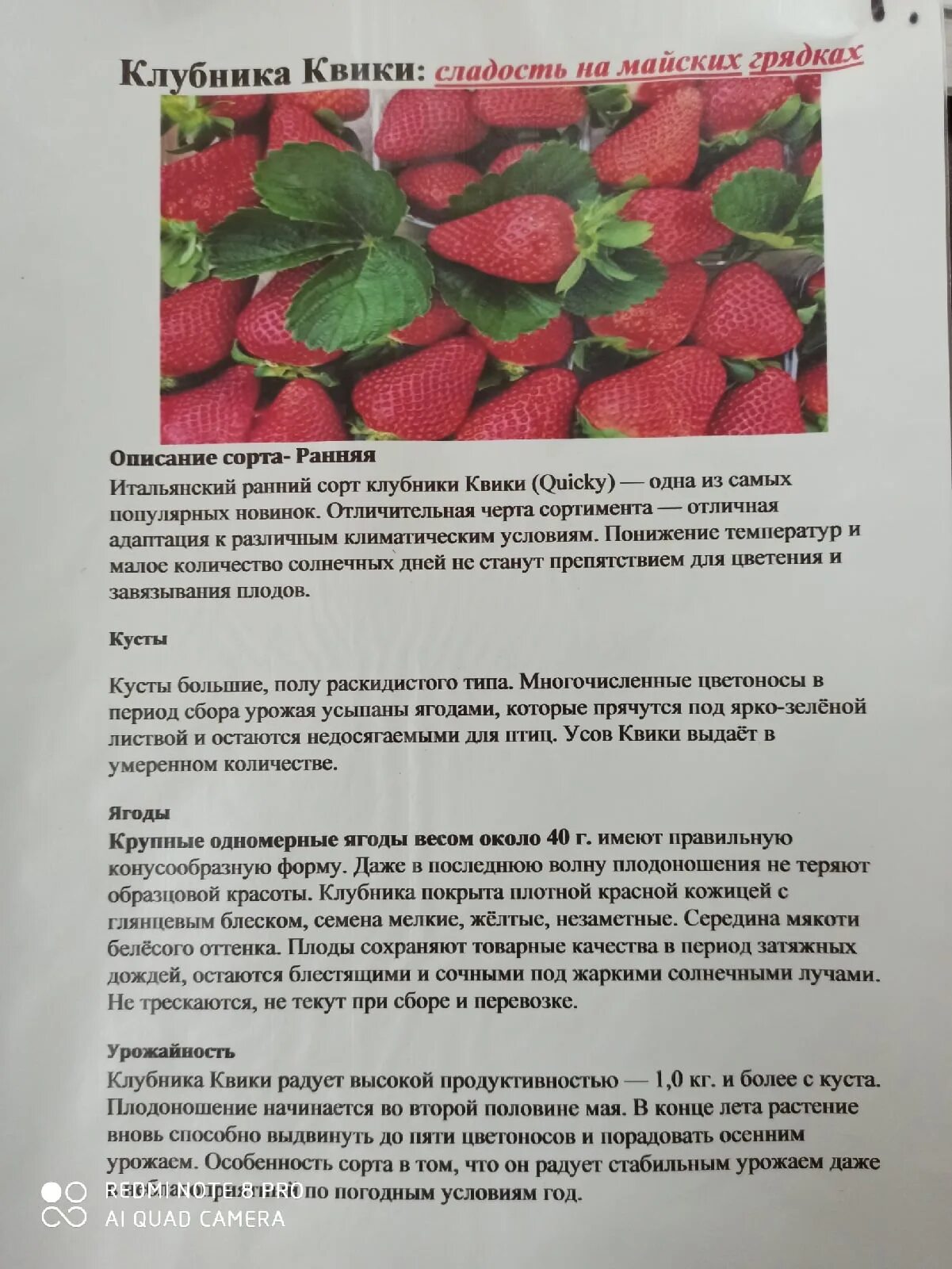 Клубника азия характеристика отзывы садоводов урожайность. Брелла сорт клубники. сорт клубники квики. клубника квики описание сорта. сорт квики.