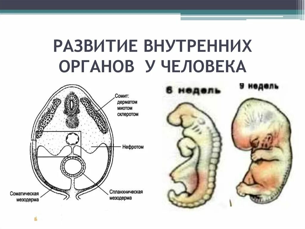 Развитие внутренних органов. Внутреннее развитие. Развитие органов человека. Формирование внутренней органов.