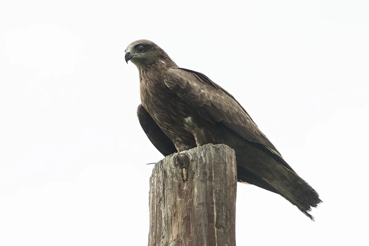 Черный Коршун Milvus Migrans. Коршун черный (Milvus korsckun GM.).. Черный Коршун Вологодской области. Коньковый Коршун.