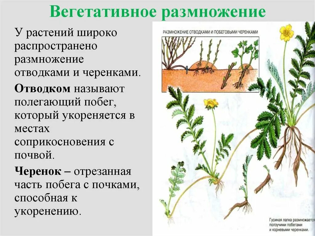 Вегетативное размножение у однодольных. Бесполое размножение вегетативное черенками. 3 Способа вегетативного размножения растений. Технология вегетативного размножения растений спорами. Термину вегетативное размножение