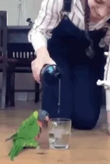 Прыгающий попугай видео
