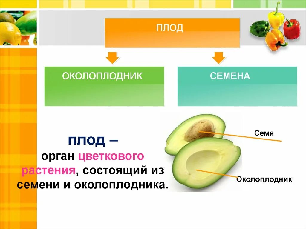 Особенности околоплодника. Плод околоплодник. Околоплодник и семя. Околоплодник яблока. Околоплодник у растений.